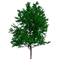 The Le Huray Family Tree